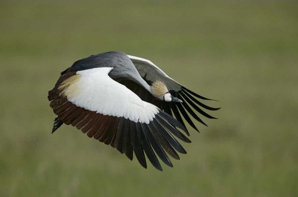 Tanzania Flying grey-crowned crane